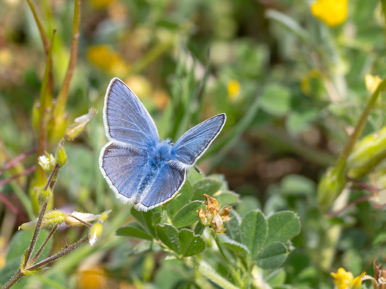 Papellona Blaveta comuna
