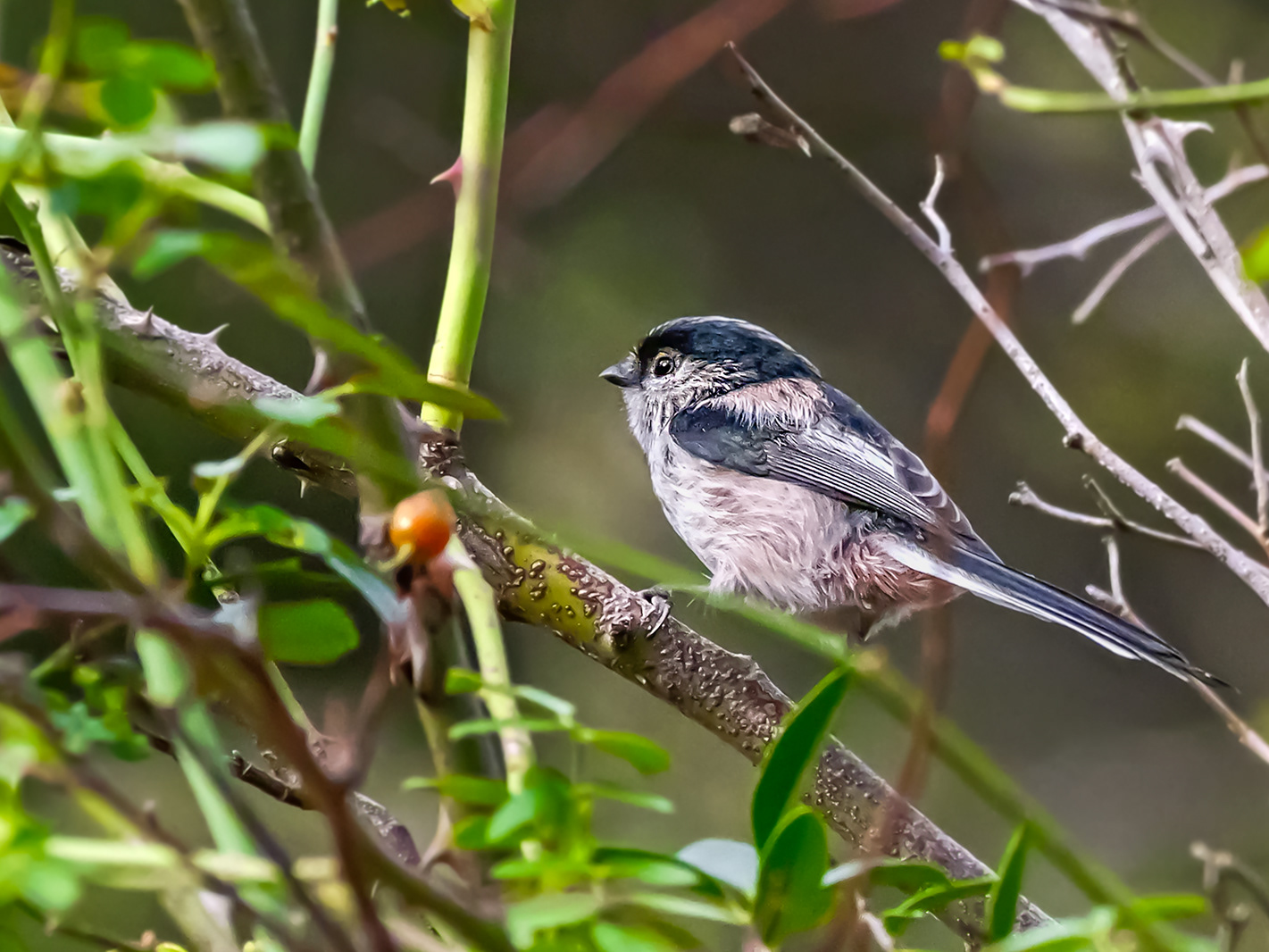 Mallerenga cuallarga eurasiàtica