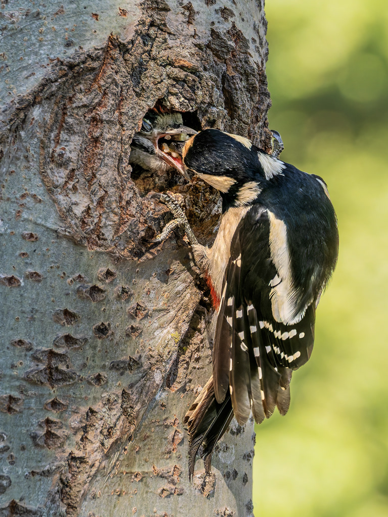 Picot gran (femella)
