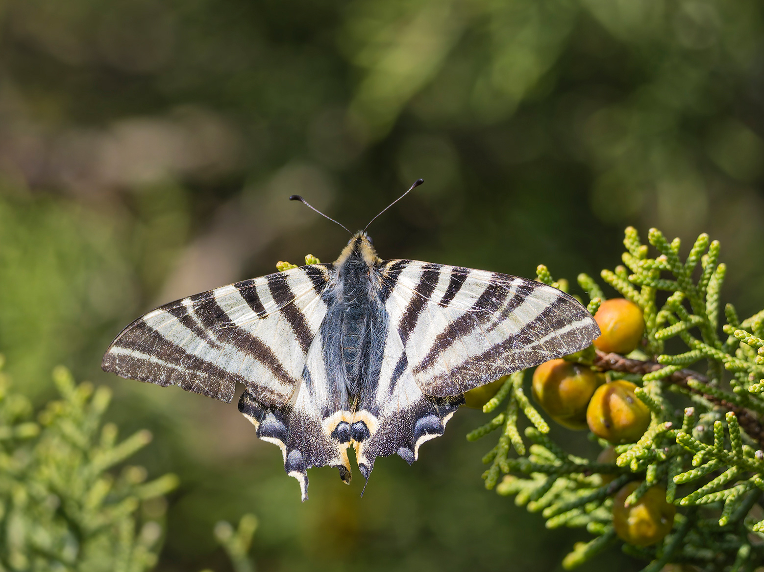 Papellona zebrada aranesa