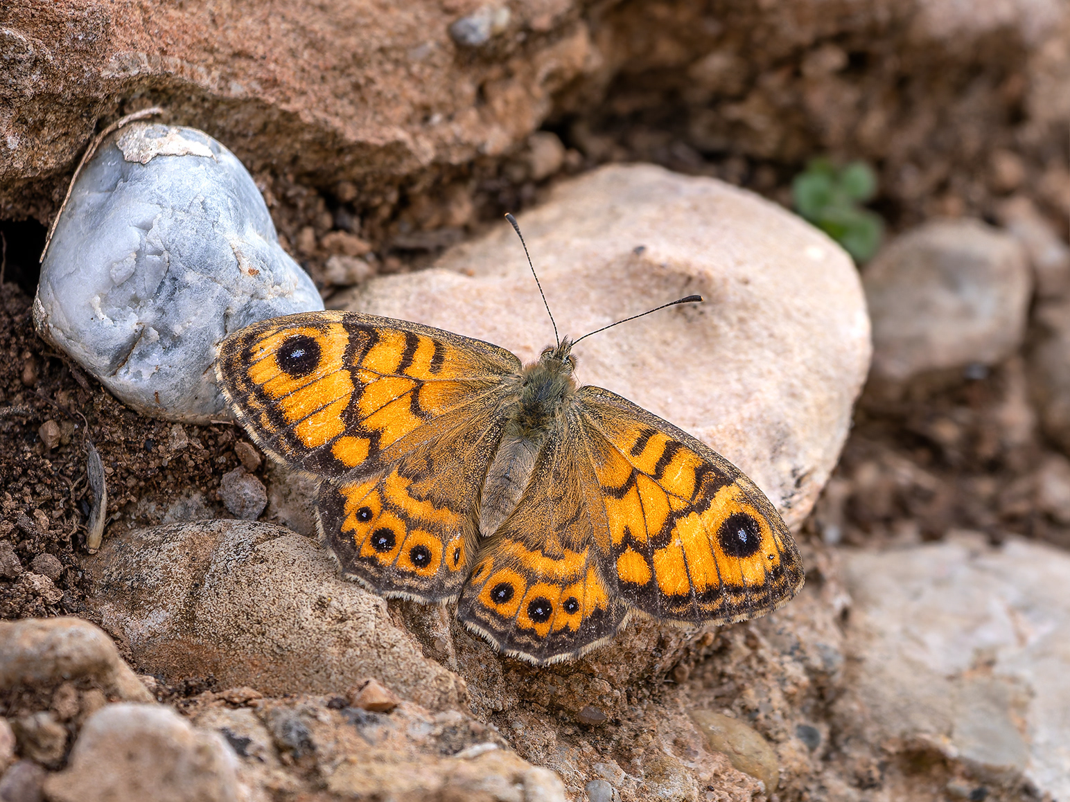 Papellona Margenera comuna