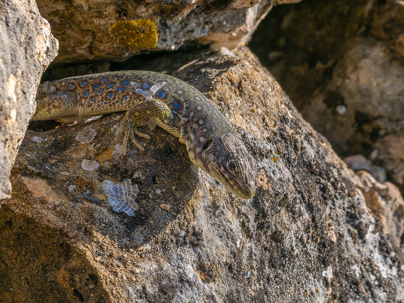 Llangardaix ocel·lat jove