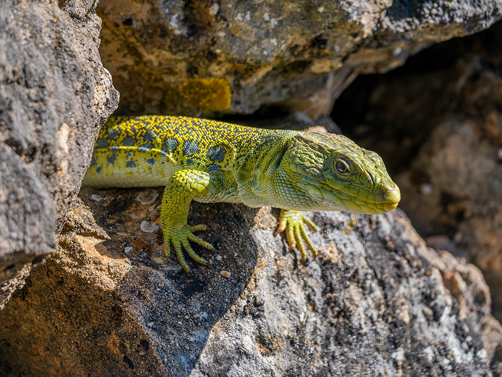 Llangardaix ocel·lat- Lagarto ocelado