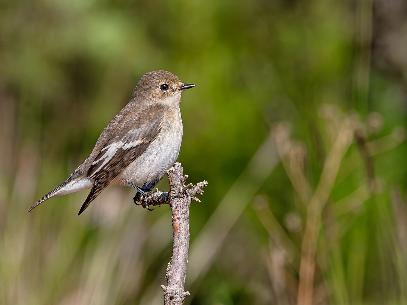 Mastegatatxes femella
