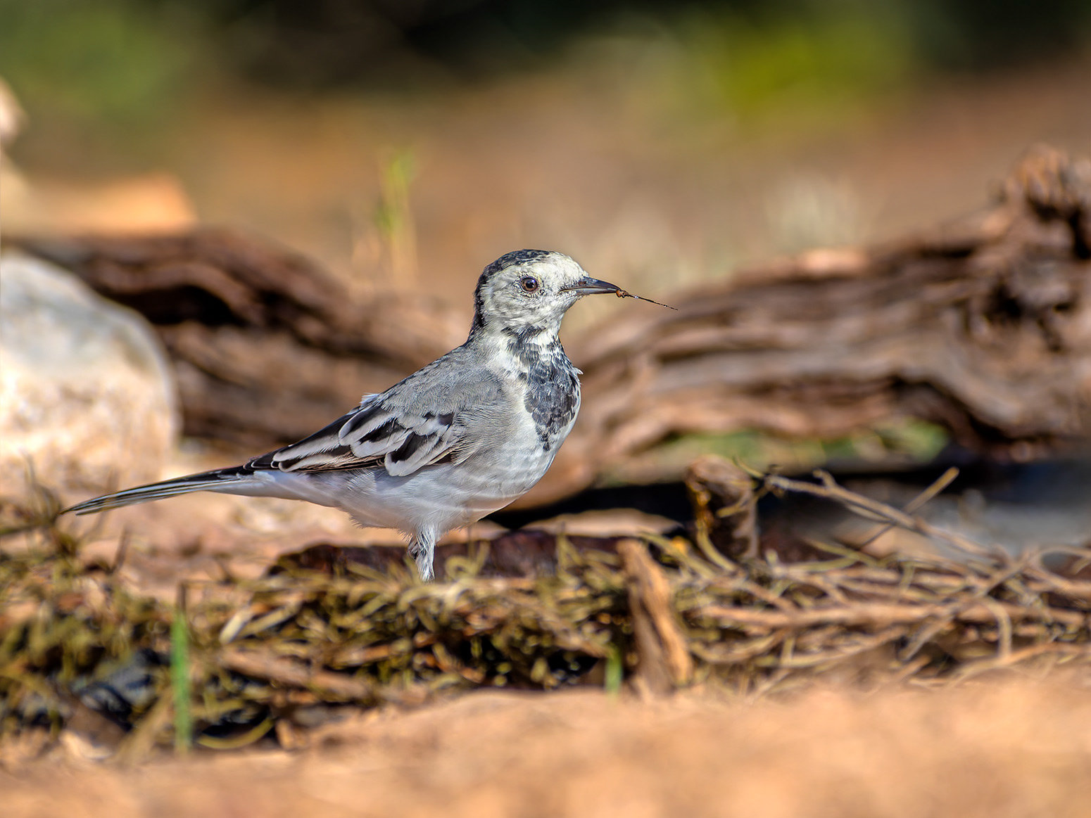 Cuereta blanca - Lavandera blanca - Motacilla alba
