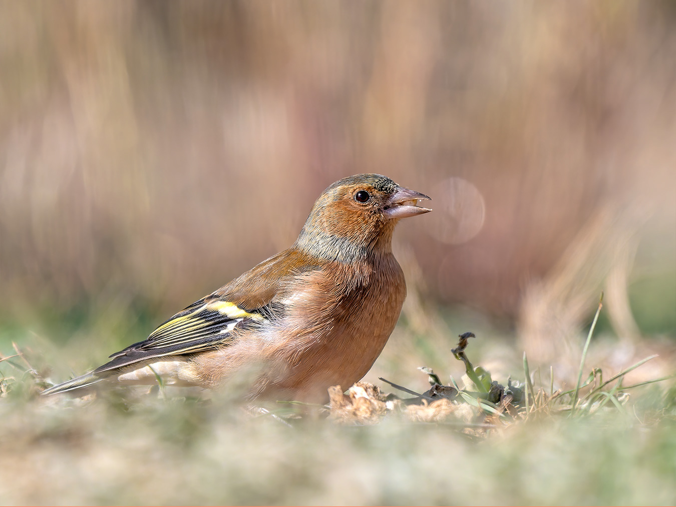 Pinsà comú (femella)