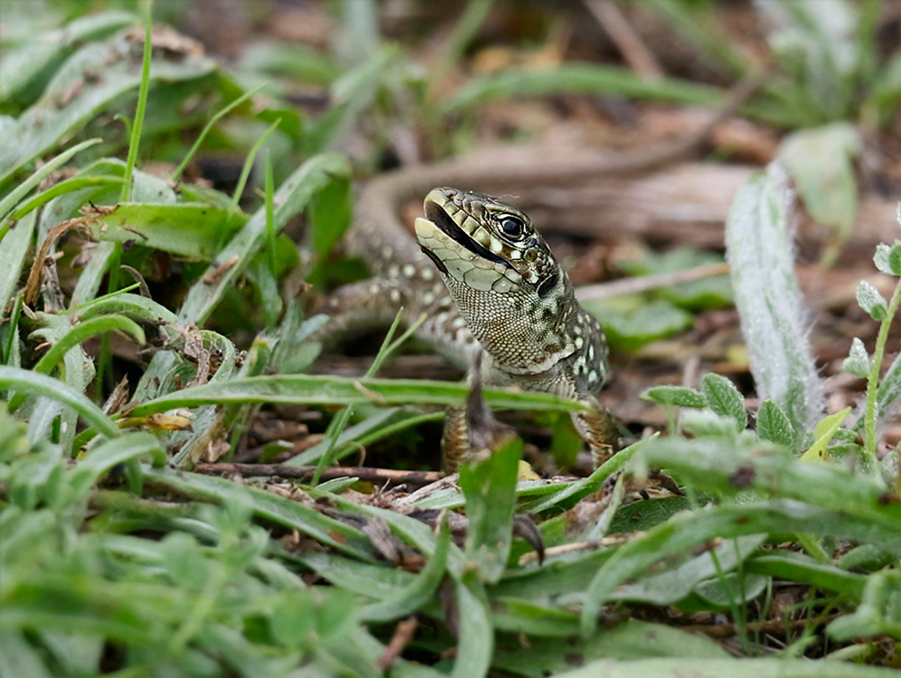 Llangardaix ocel·lat jove - Lagarto ocelado