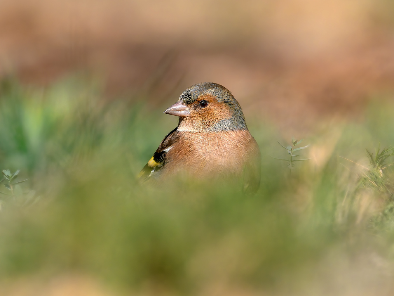 Pinsà comú (femella)