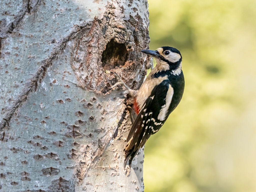 Picot gran (femella)