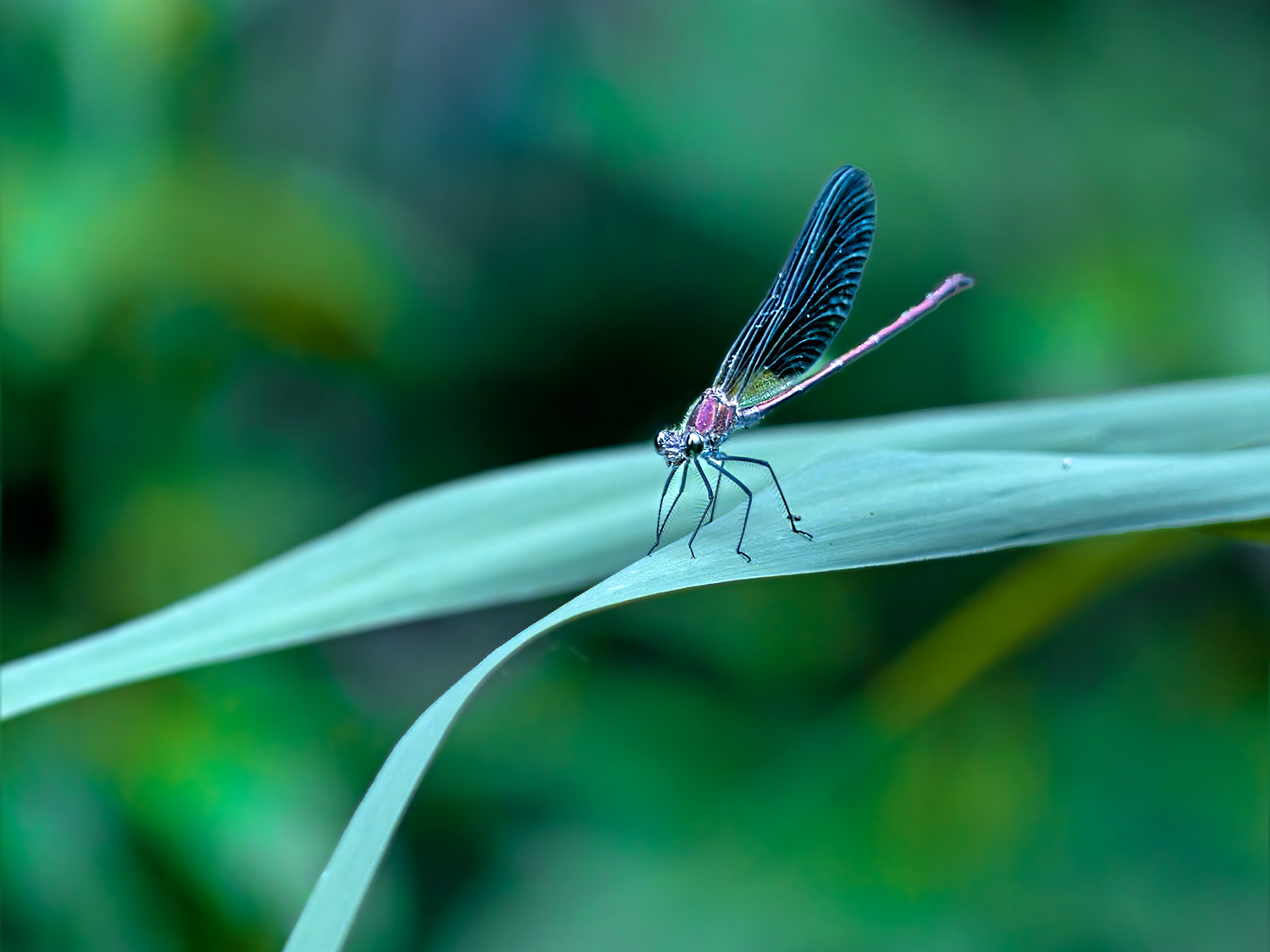 Espiadimonis (Matrona basilaris)
