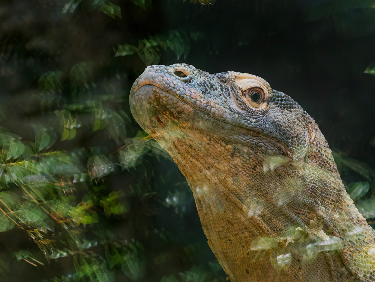 Drac de Komodo  (zoo BCN)