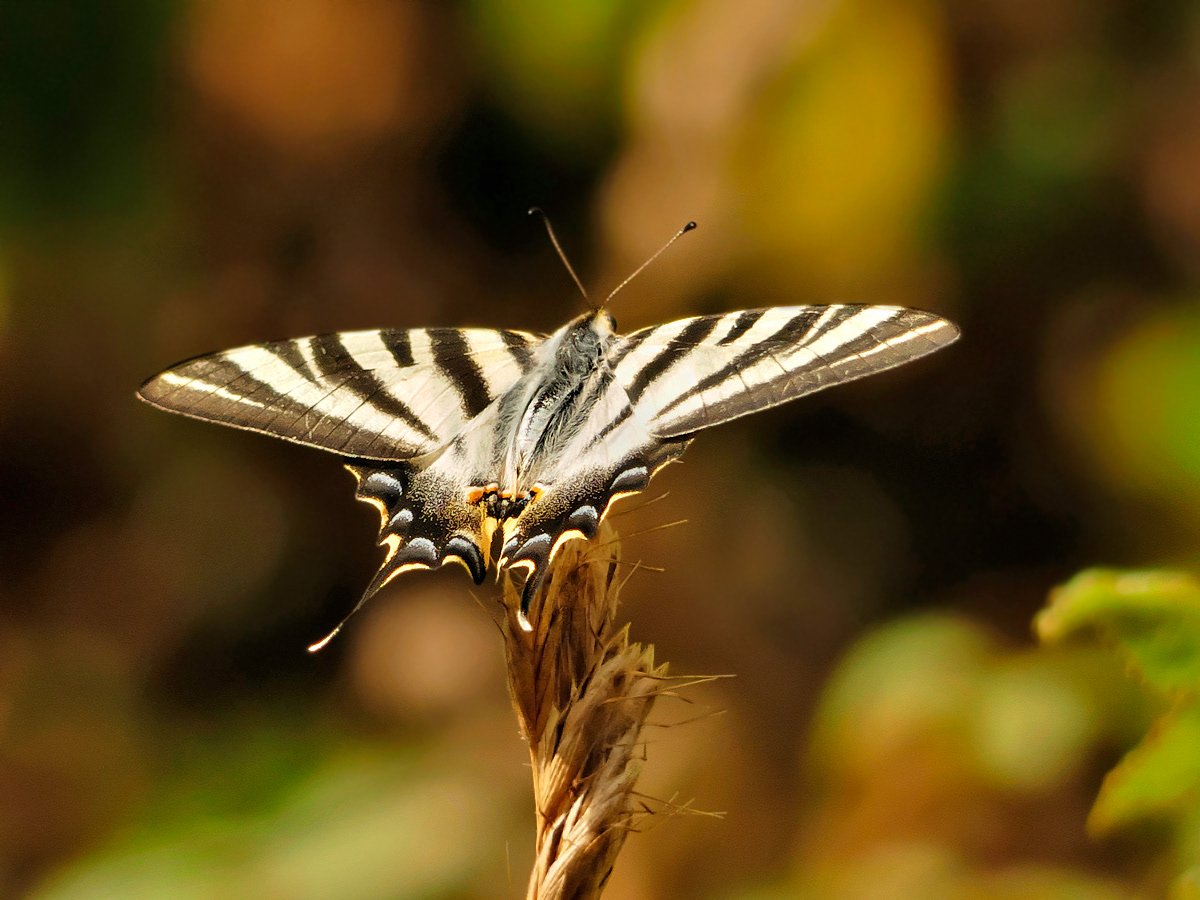 Papallona zebrada aranesa