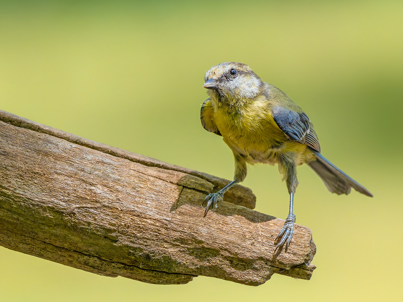 Mallerenga blava jove