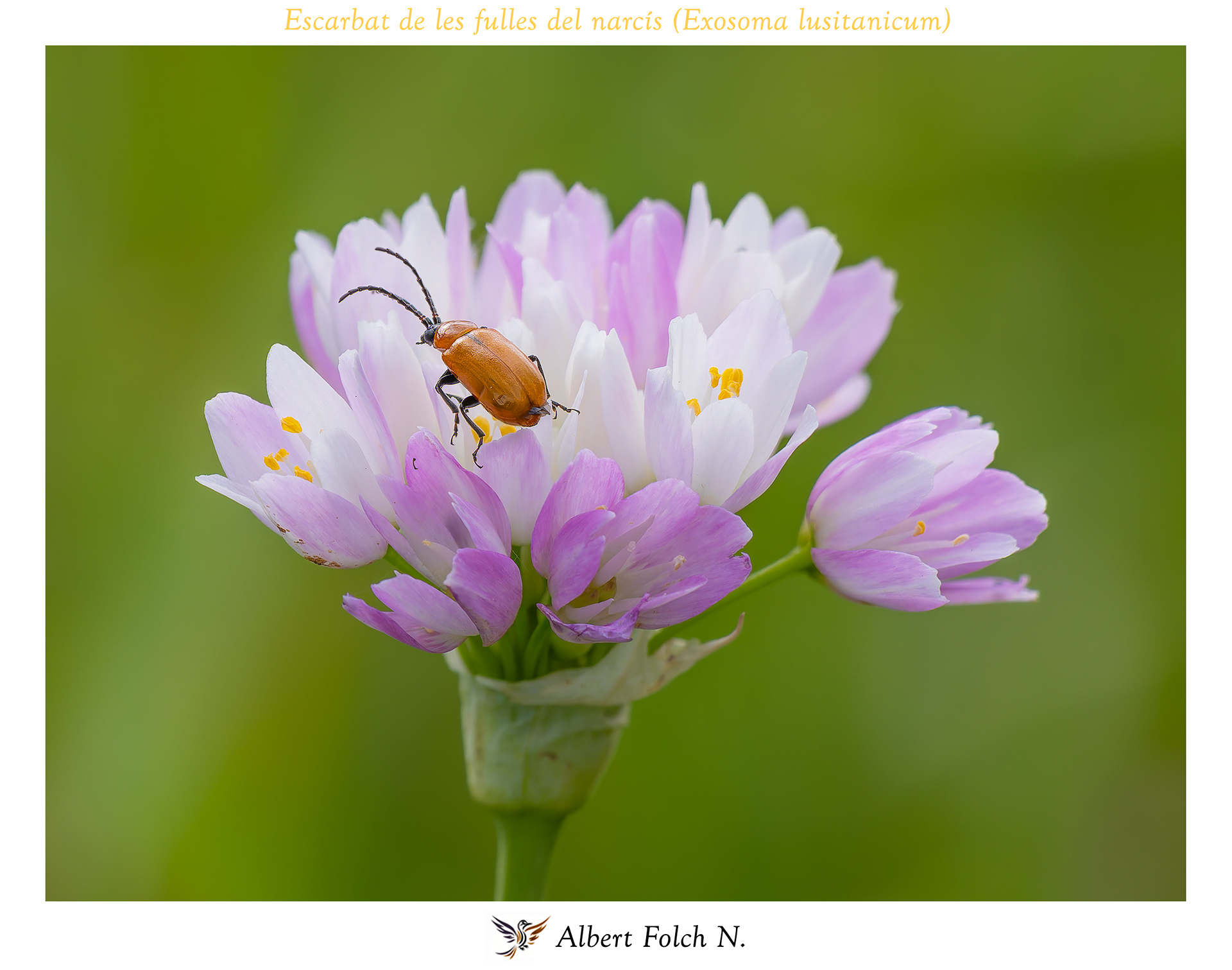 Escarbat de les fulles del narcís