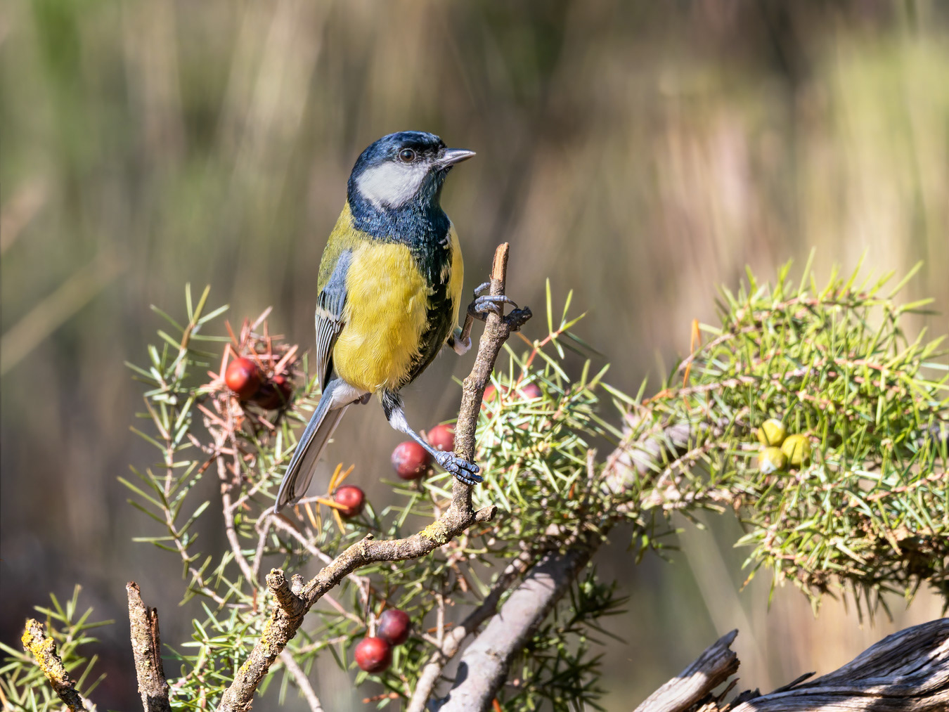 Mallerenga carbonera