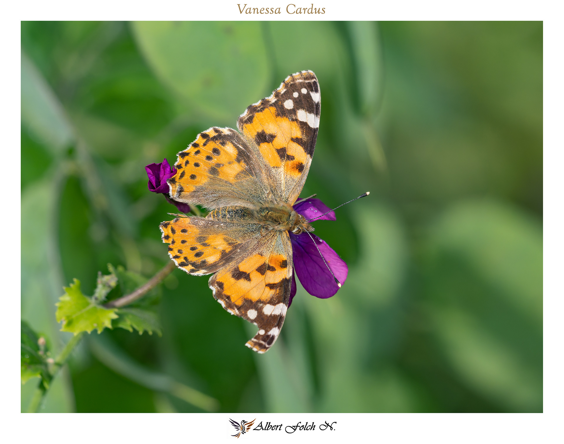 Papallona Migradora dels cards (Vanessa cardui)