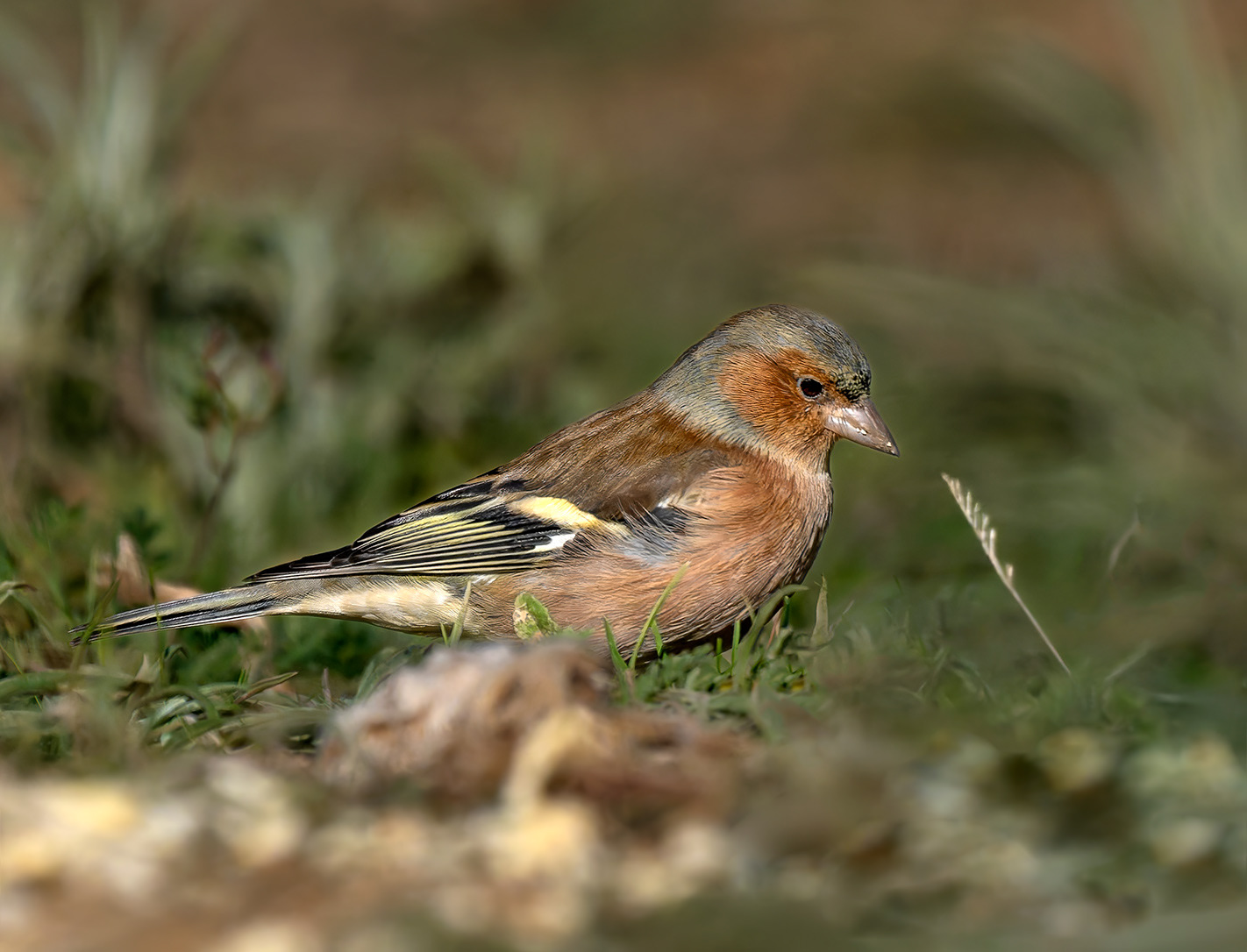 Pinsà comú (femella)