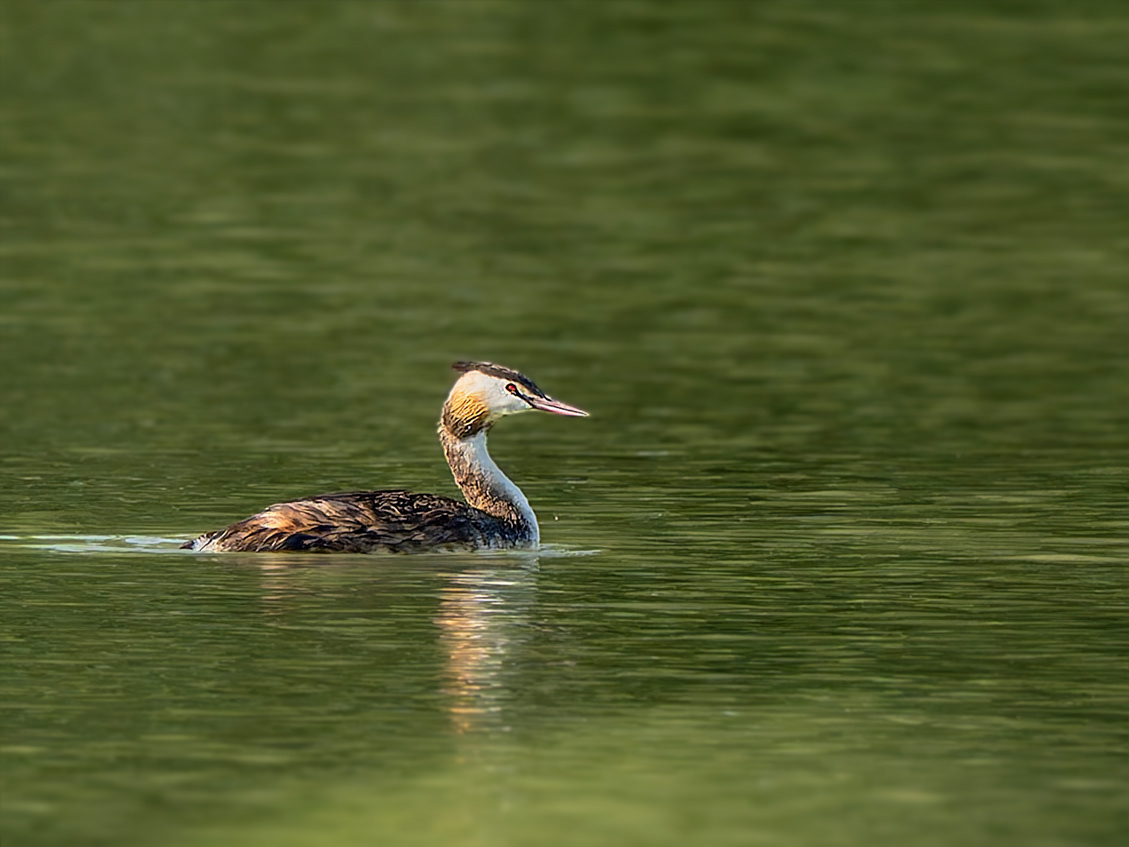 Cabussó emplomallat