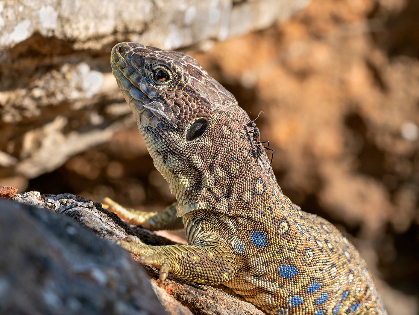 Llangardaix ocel·lat- Lagarto ocelado