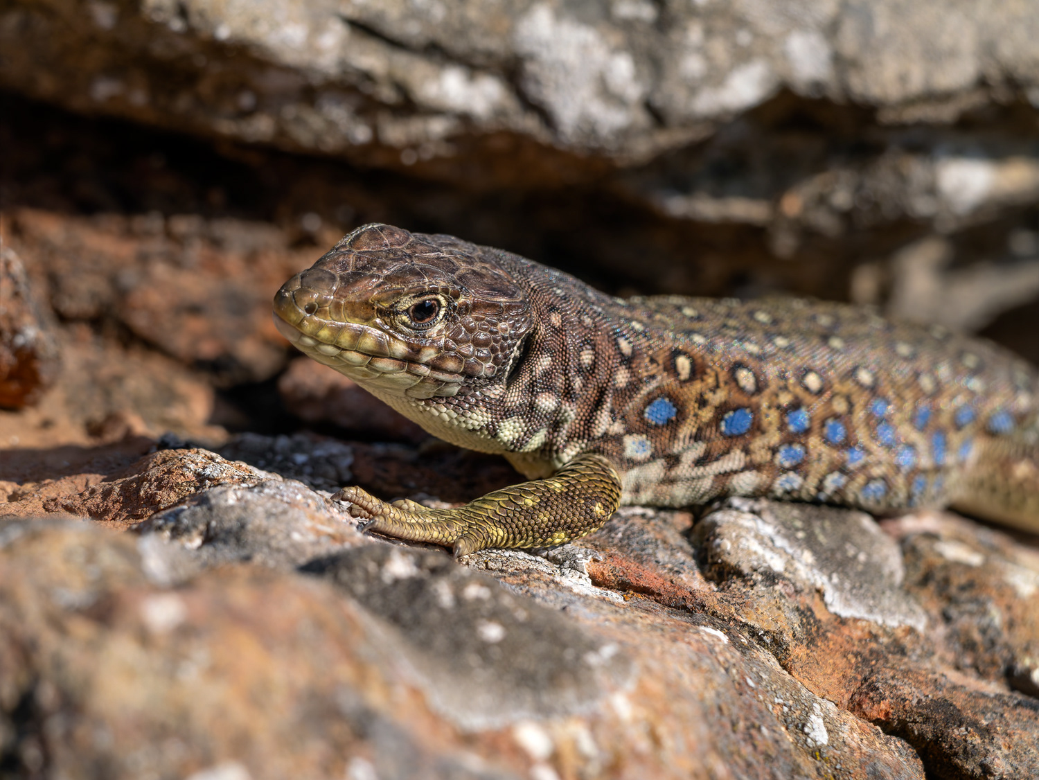 Llangardaix ocel·lat - Lagarto ocelado