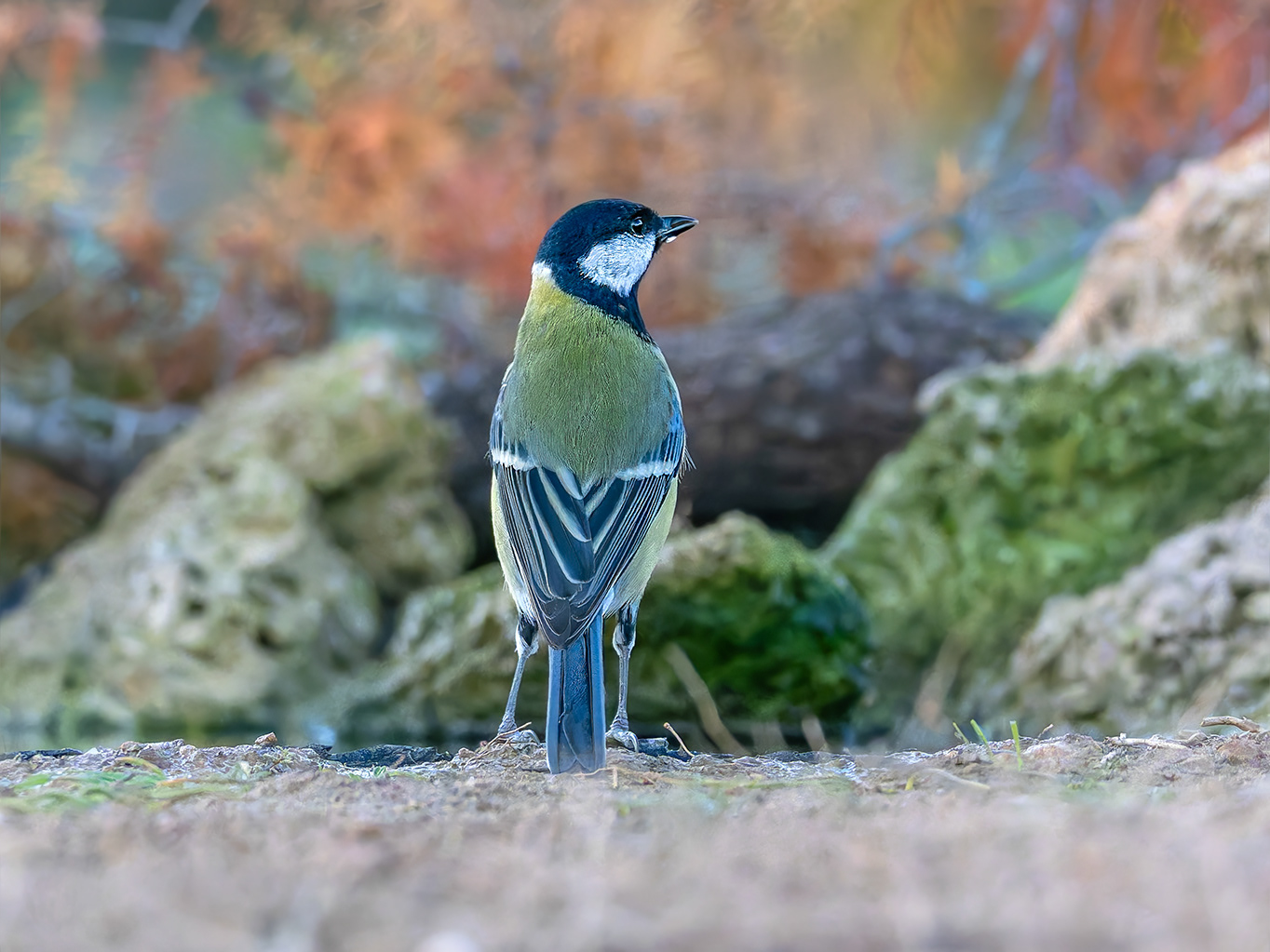 Mallerenga carbonera
