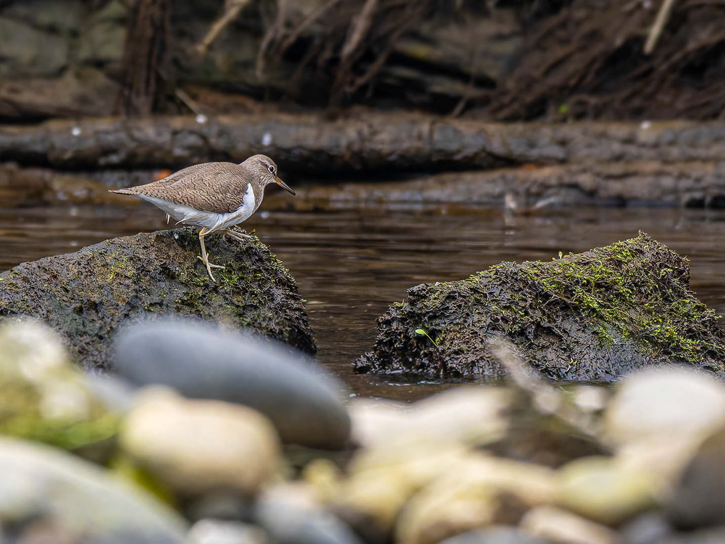 Xivitona comuna (Actitis hypoleucos)