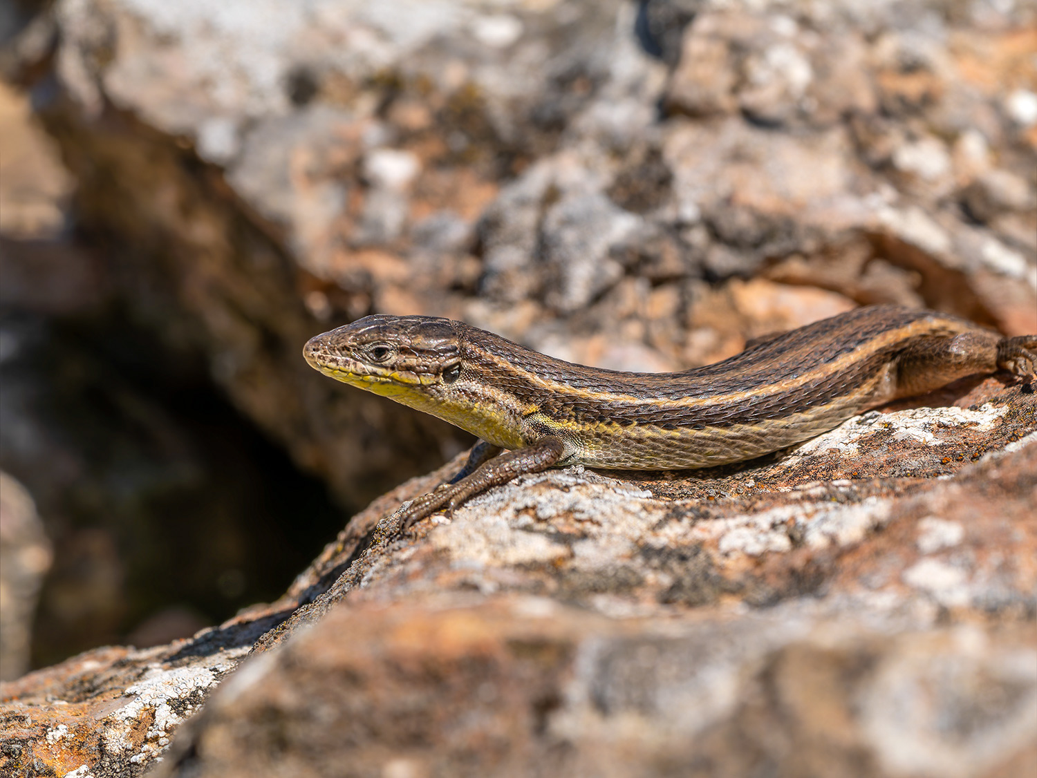 Sargantana cua llarga