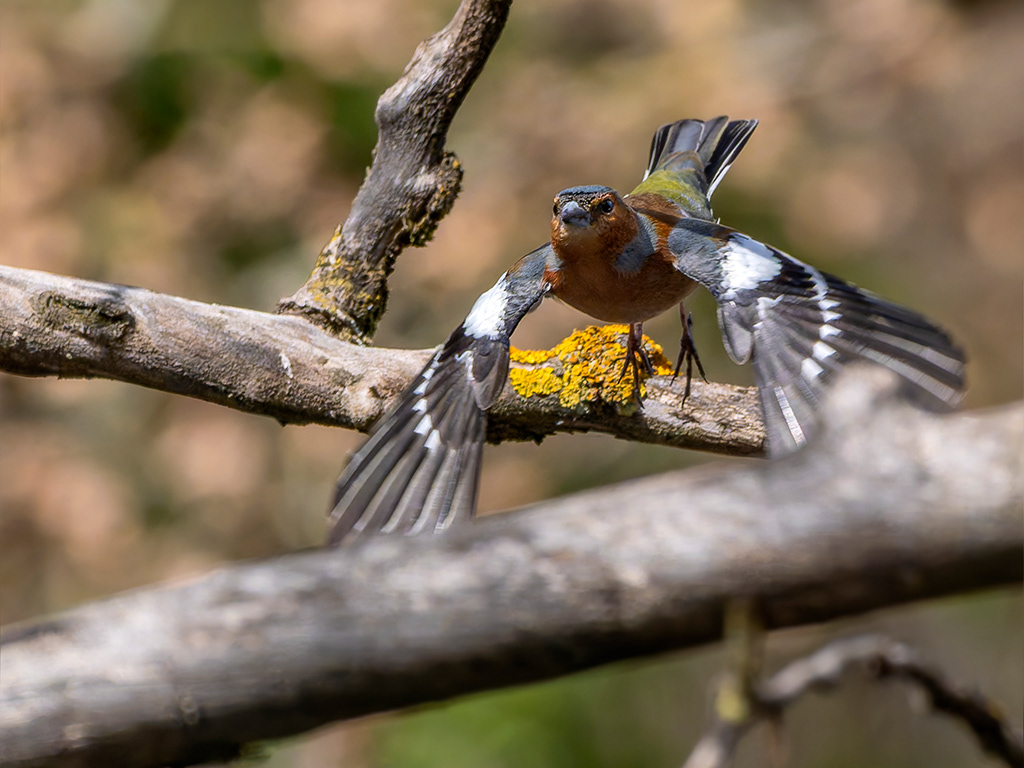 Pinsà comú (mascle)