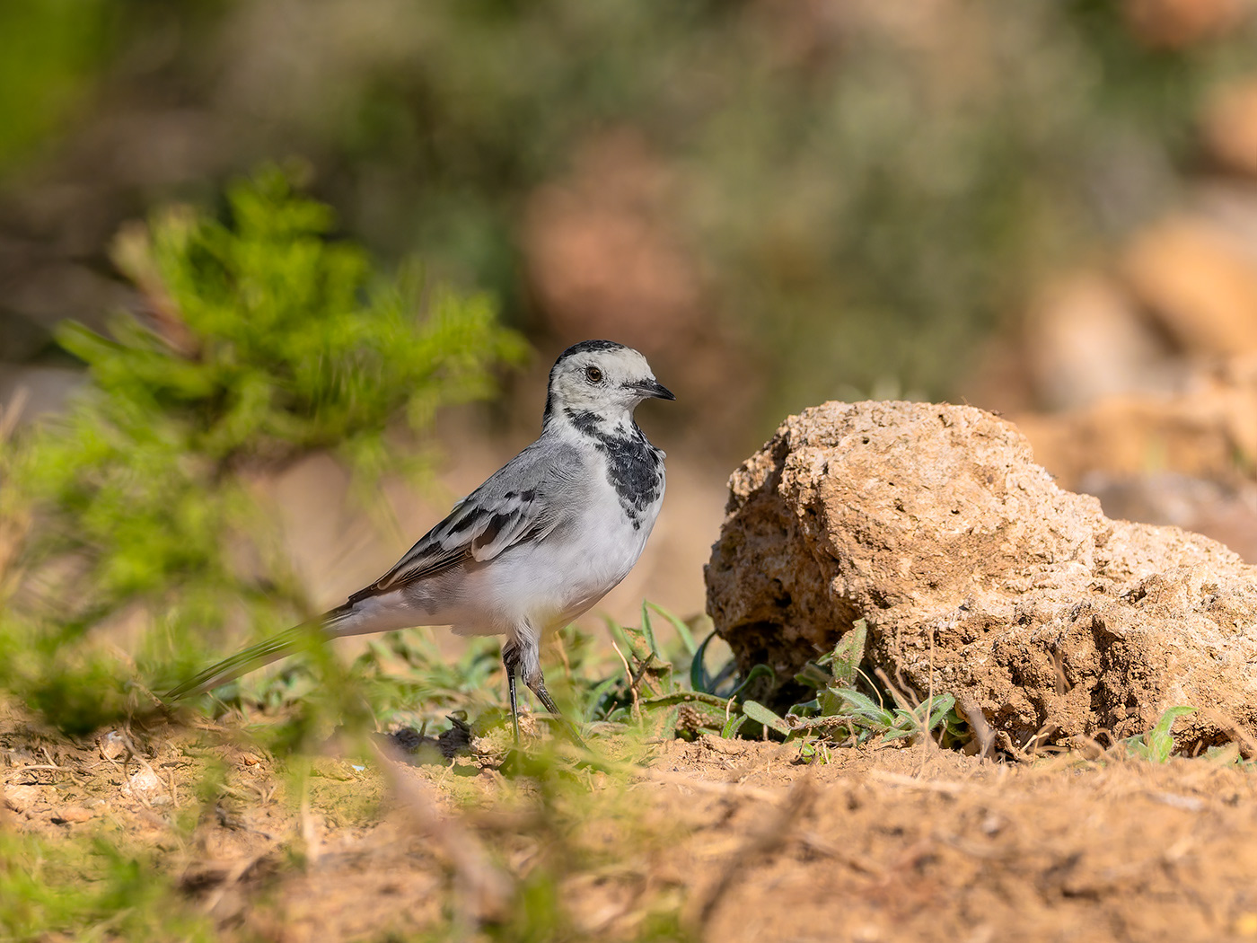 Cuereta blanca - Lavandera Blanca