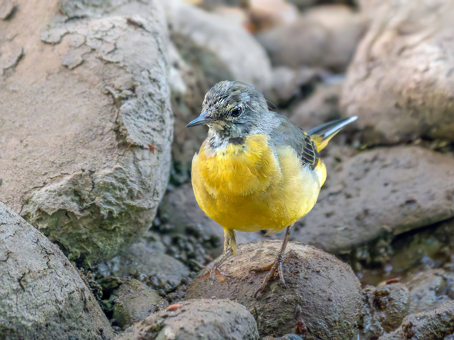 Cuereta torrentera jove