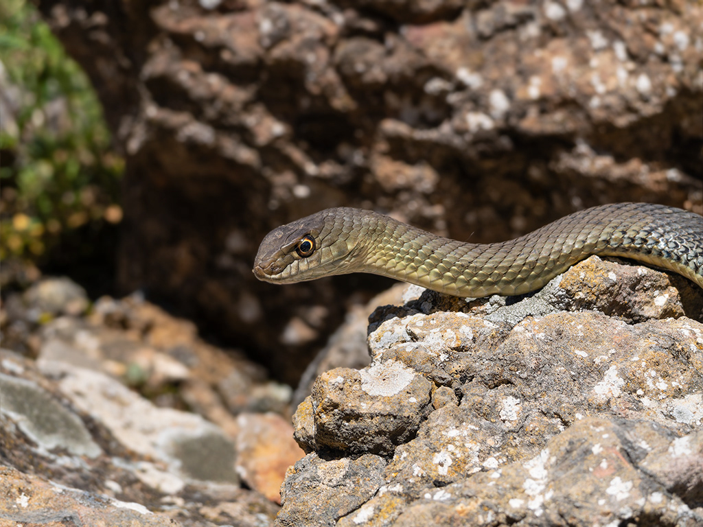 Serp verda - Colobra bastarda