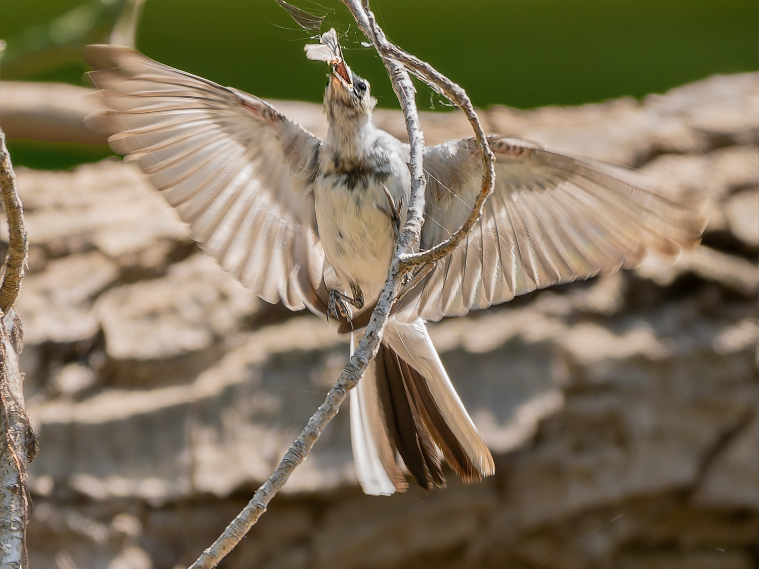 Cuereta blanca - Lavandera blanca - Motacilla alba