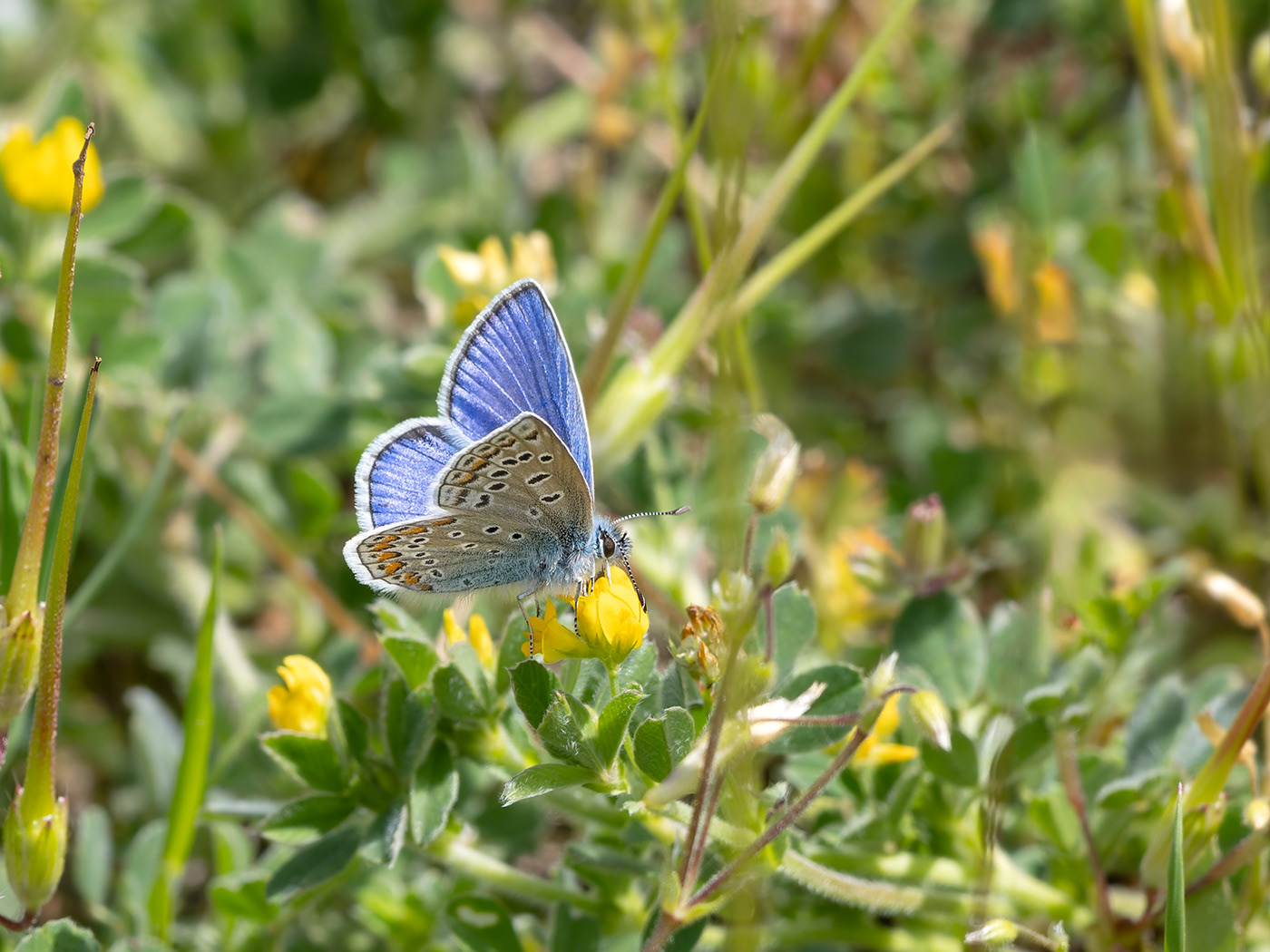 Papellona Blaveta comuna