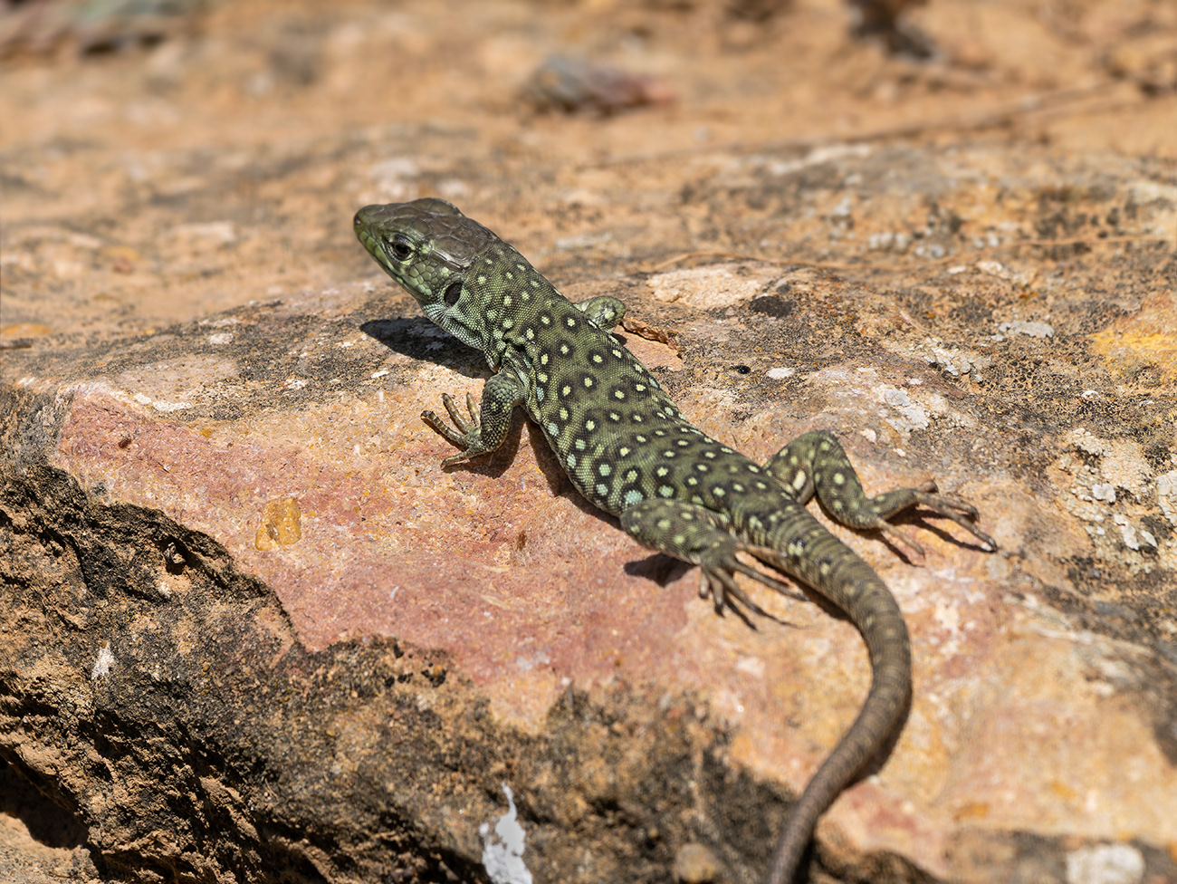 Llangardaix ocel·lat- Lagarto ocelado