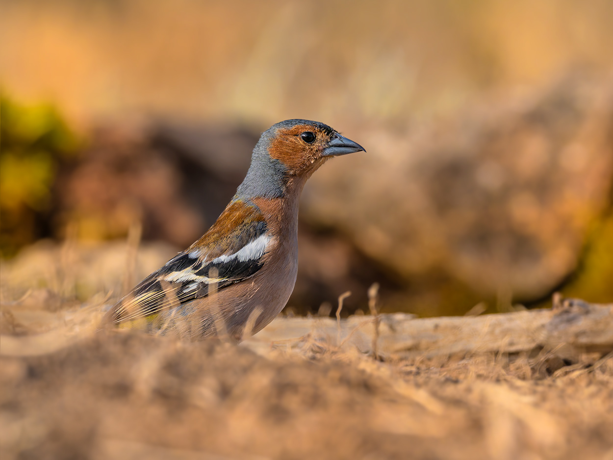 Pinsà comú (mascle)