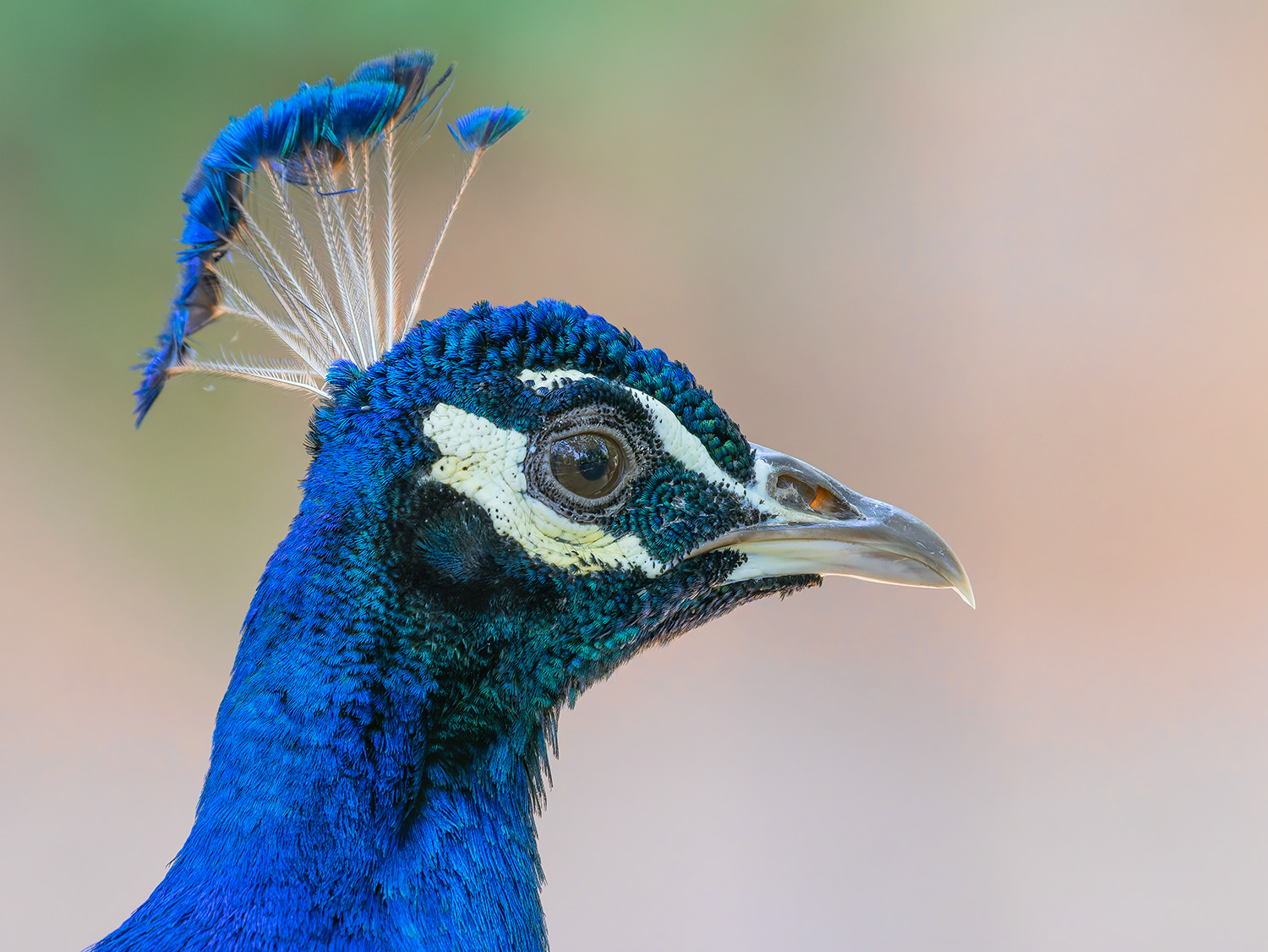 Paó reial (zoo BCN)