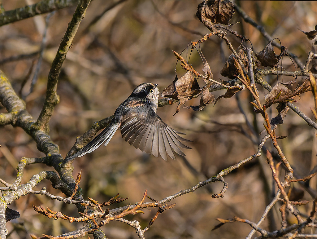Mallerenga cuallarga eurasiàtica