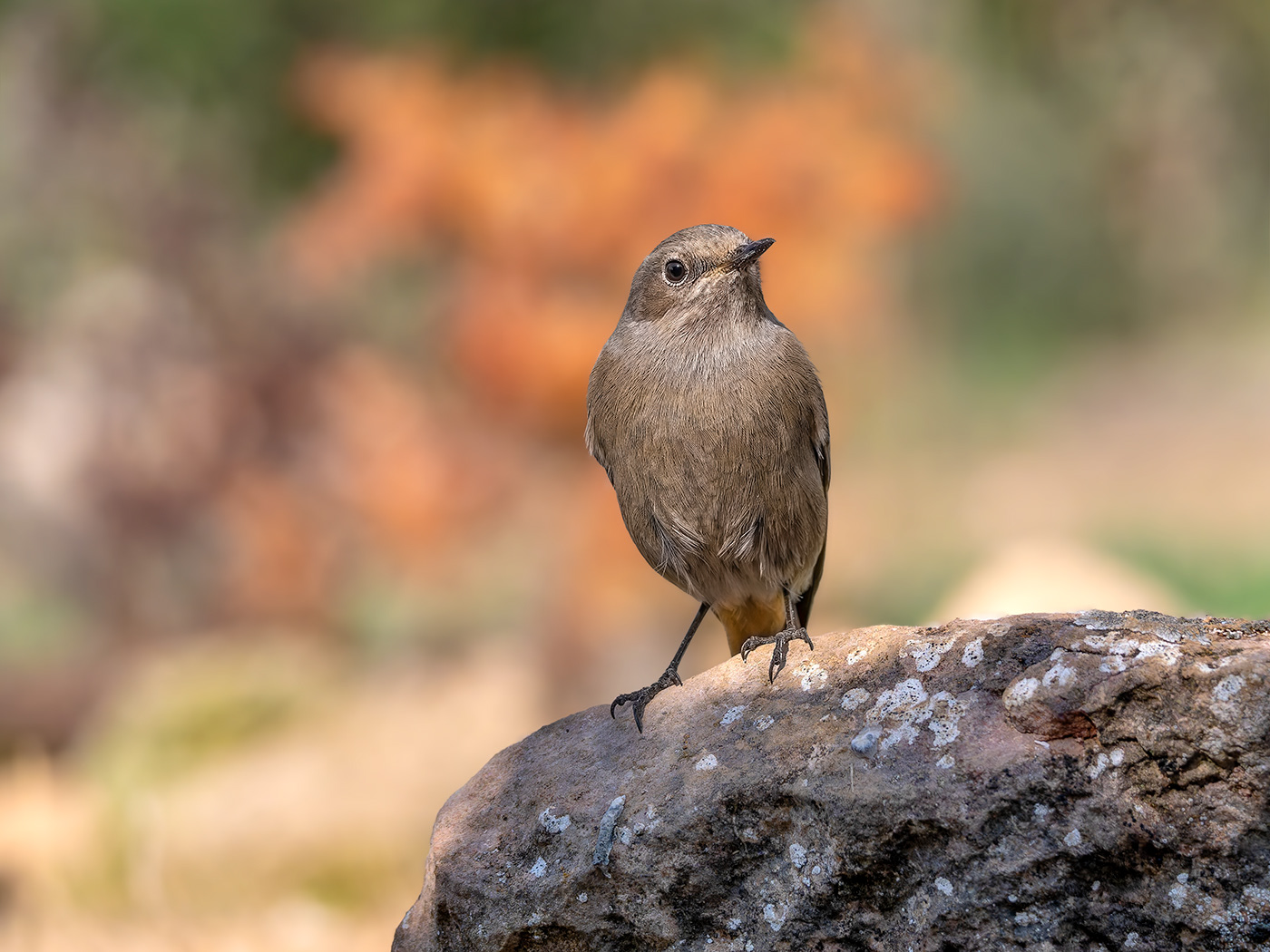 Cotxa cua-roja femella