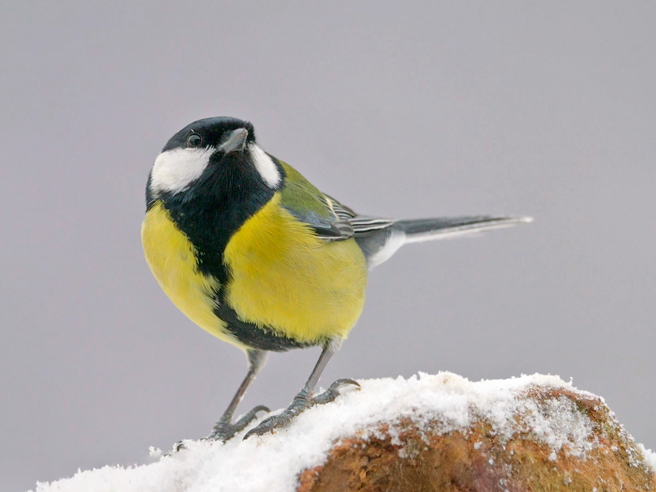 Mallerenga carbonera