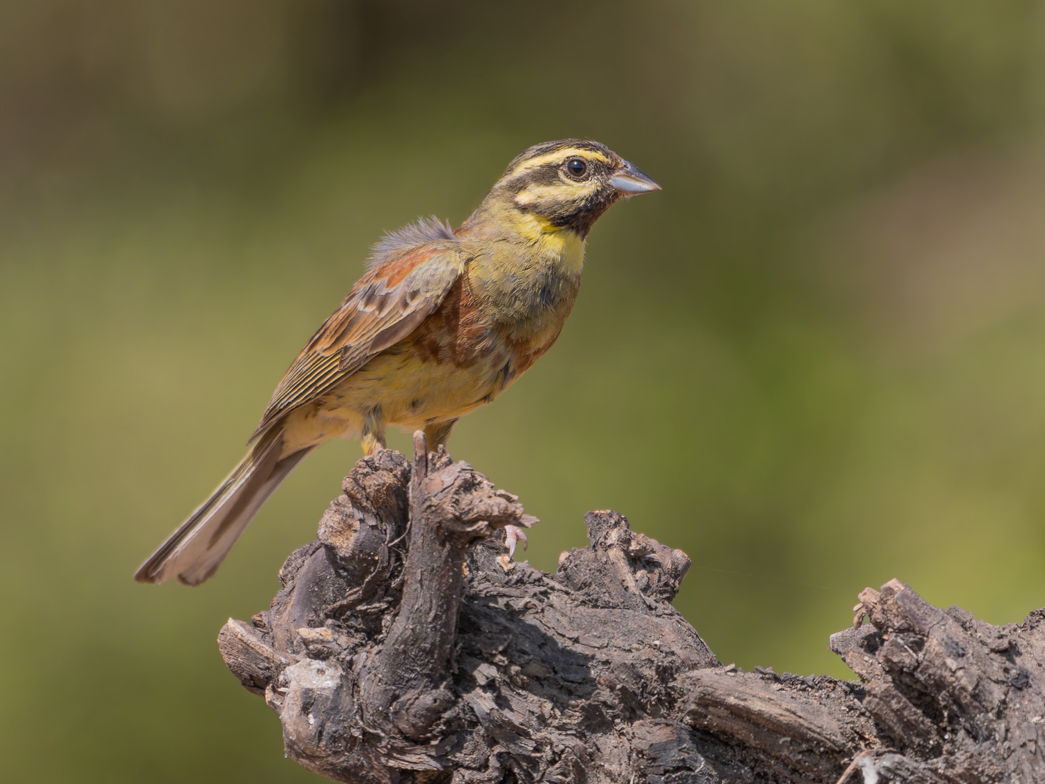 Gratapalles jove (Escribano soteño)
