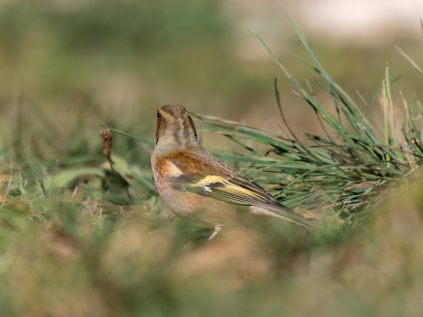 Pinsà comú (femella)