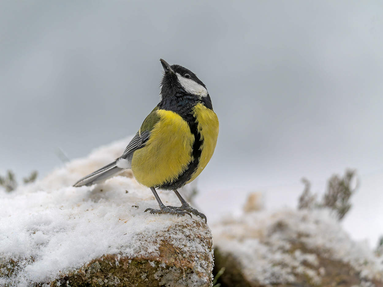 Mallerenga carbonera