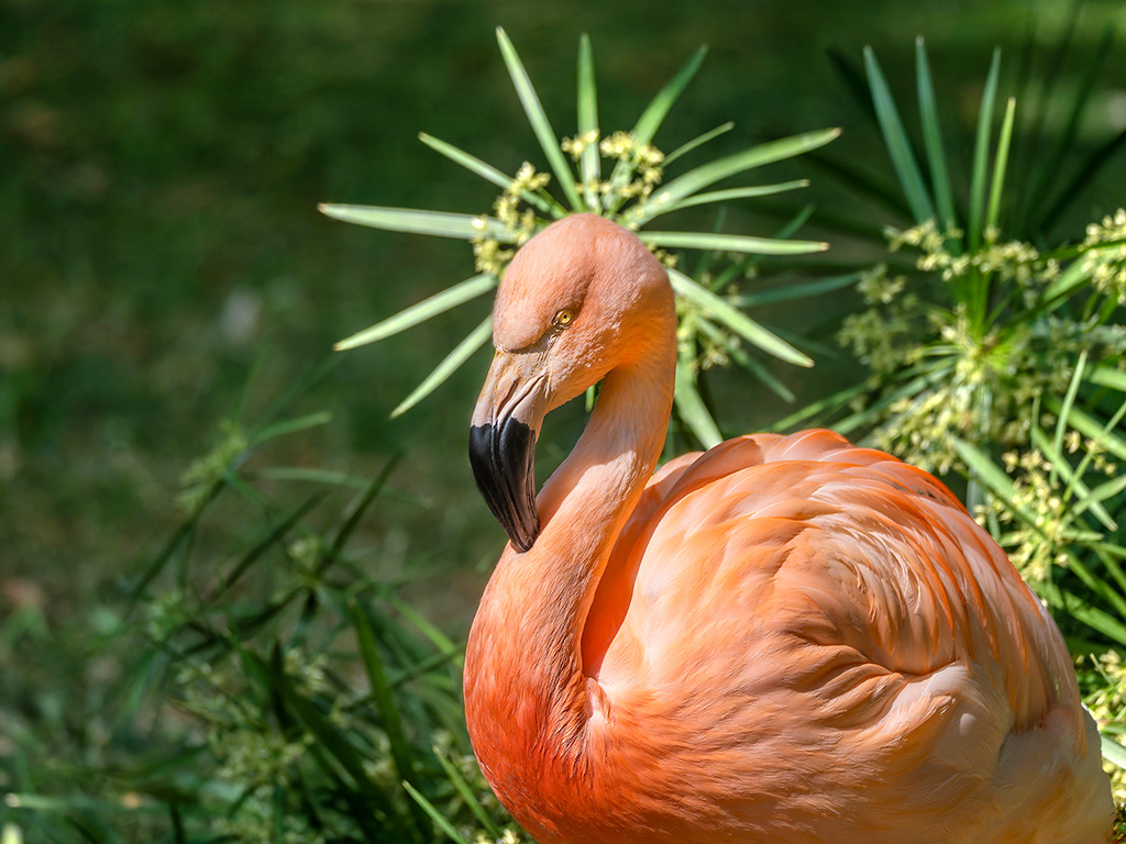 Flamenc  (zoo BCN)