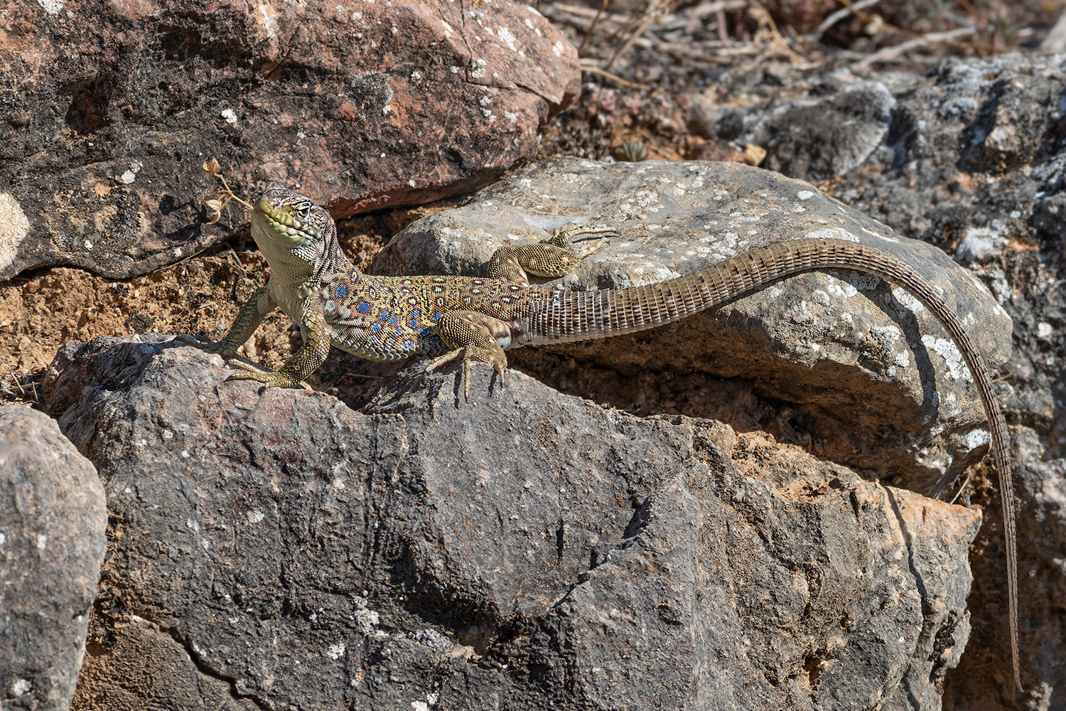 Llangardaix ocel·lat - Lagarto ocelado