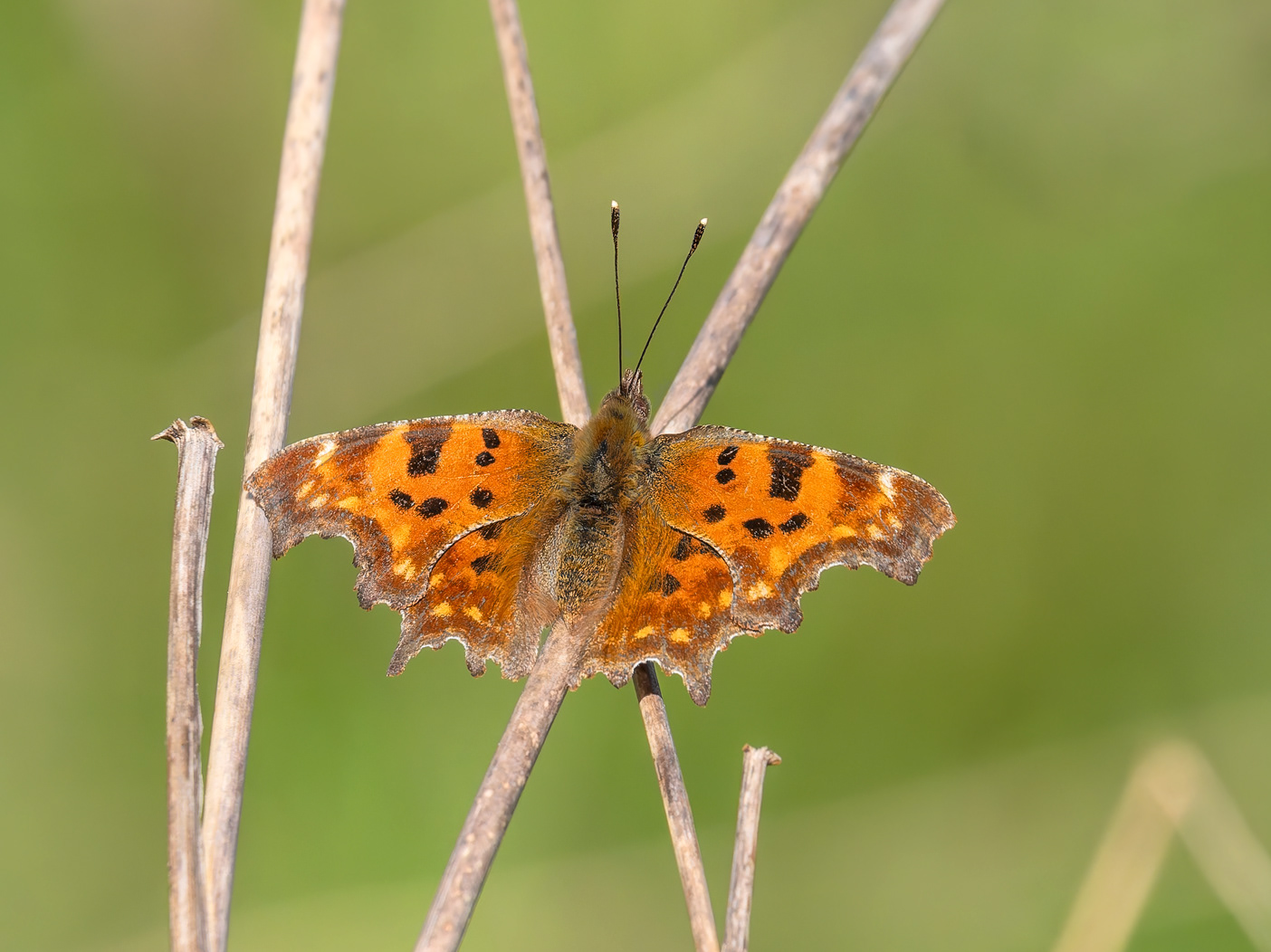 Papallona de la c blanca