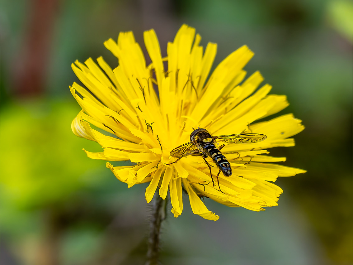 Mosca ratllada de les flors
