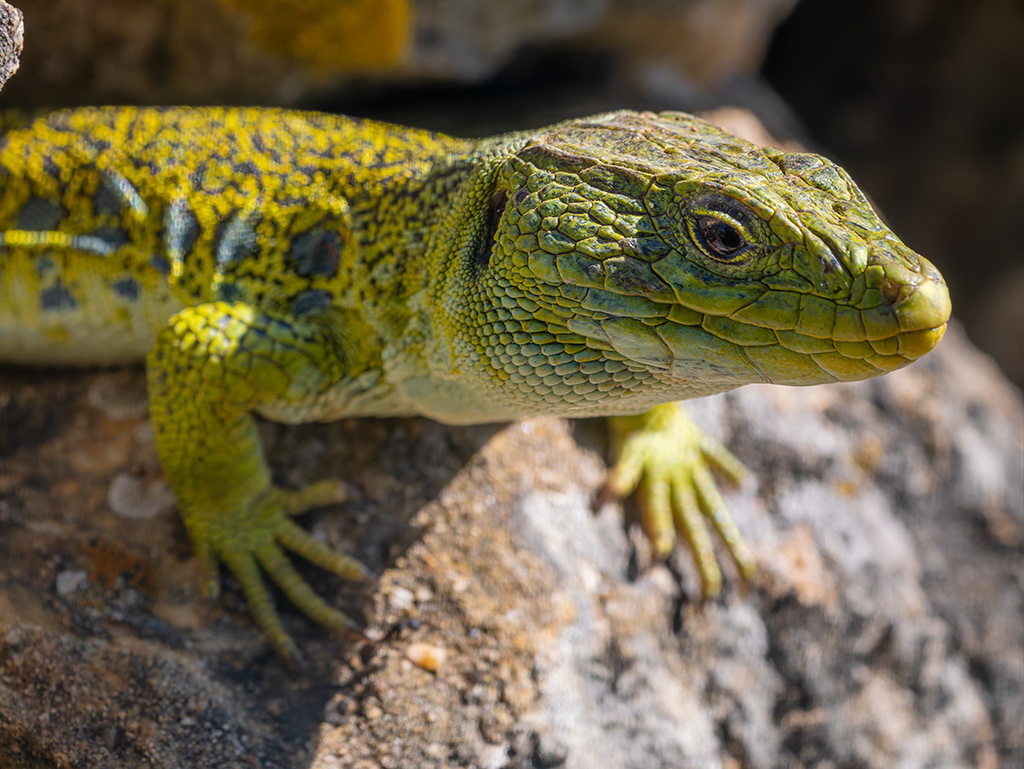 Llangardaix ocel·lat- Lagarto ocelado