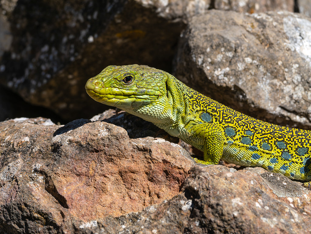 Llangardaix ocel·lat- Lagarto ocelado