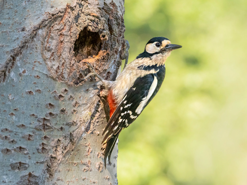 Picot gran (femella)