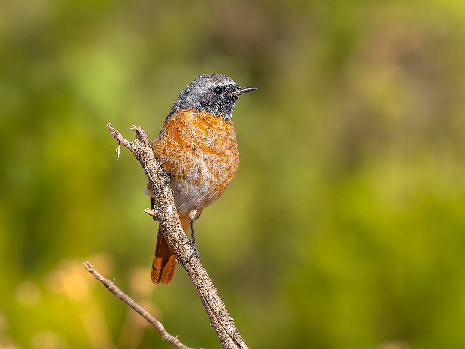 Cotxa cua-roja mascle